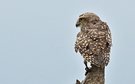 01 Burrowing Owl (Athene cunicularia)